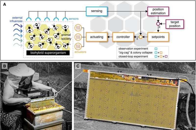 Sistema robótico oferece janela oculta para o comportamento coletivo das abelhas